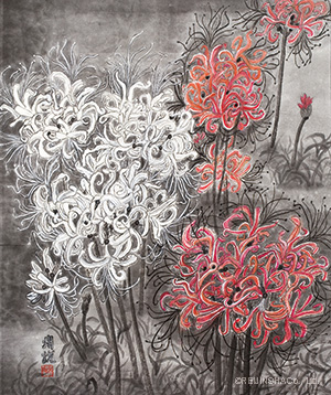 リコリスの花満開